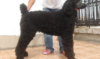 重庆宠物店 重庆宠物店