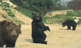 北京动物园门票价格 北京动物园门票价格
