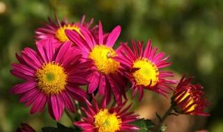 送你一朵小红花语录 送你一朵小红花语录